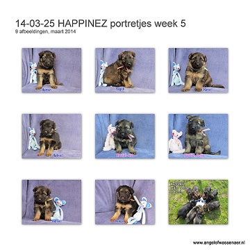HAPPINEZ portretjes week 5, pups zijn nu 4 weken oud